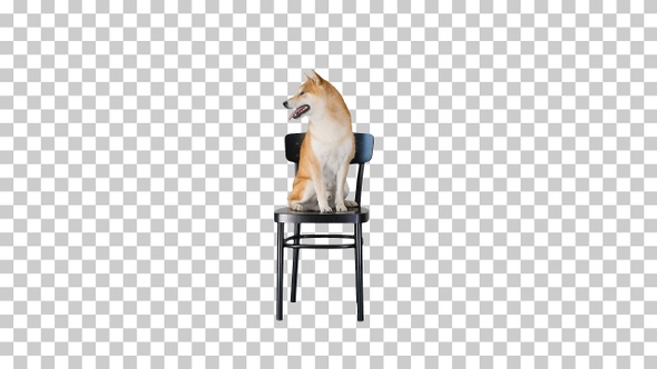 Shiba inu sitting on a chair, Alpha Channel