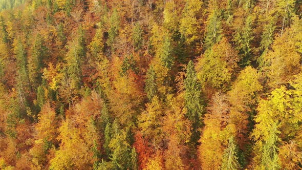 Autumn Forest