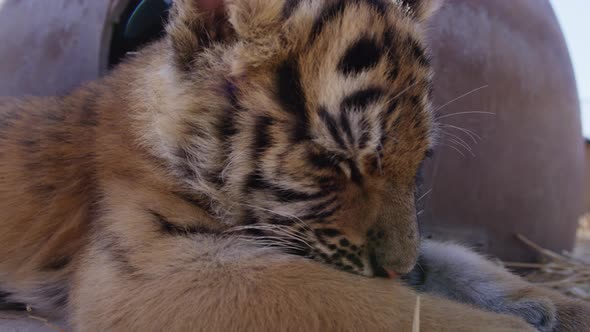 Tiger cub close up side profile sleeping