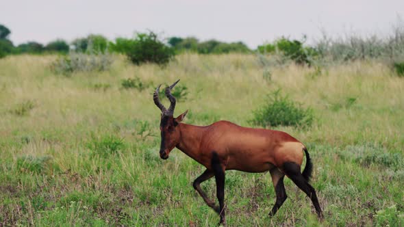 Magnificent Red Hartebeest Walking In The Green Grassland Of Central Kalahari National Park, Botswan