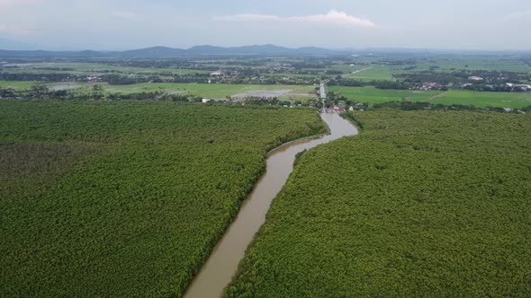 Aerial view green mangrove forest