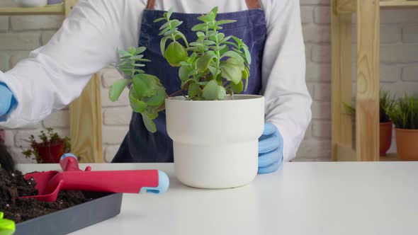 Woman in Gloves and Apron Potting House Plant Close Up