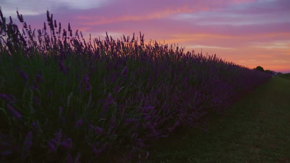 Sunset Over the Cultivated Lavender Field