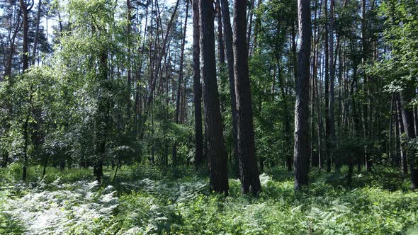 Beautiful Green Forest on a Summer Day Slow Motion