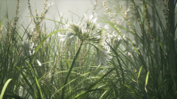 Grass Flower Field with Soft Sunlight for Background