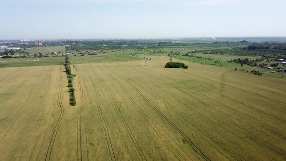 Wheat Field