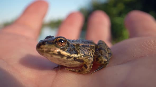 Close up shot of Common Brown Frog sitting in human hand during sunny day outdoors