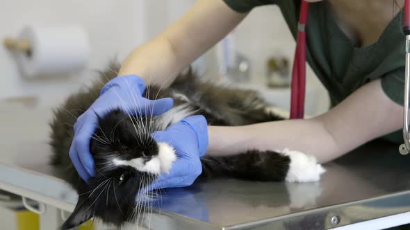 General Check-up at Vet Female Vet Checking Cats Health