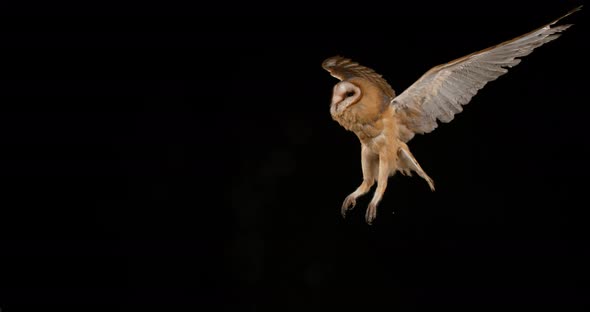 900169 Barn Owl, tyto alba, Adult in flight, Normandy, Slow Motion 4K