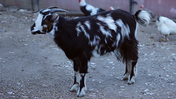 Goat in Countryside Farm