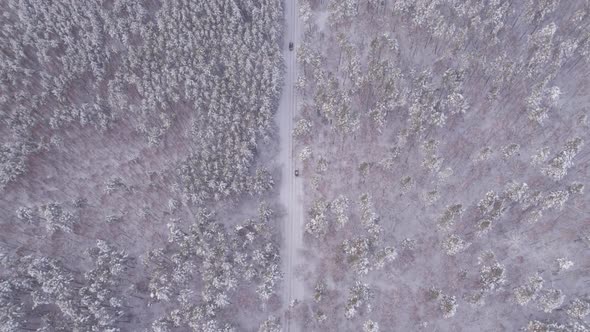 Road In The Winter Forest