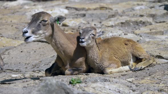 Portrait shot of Baby Mouflon and Mother chewing food in nature during sunlight - Relaxing outdoors