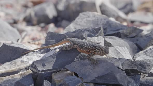 Lizard doing pushups to threaten another lizard in the distance in Utah