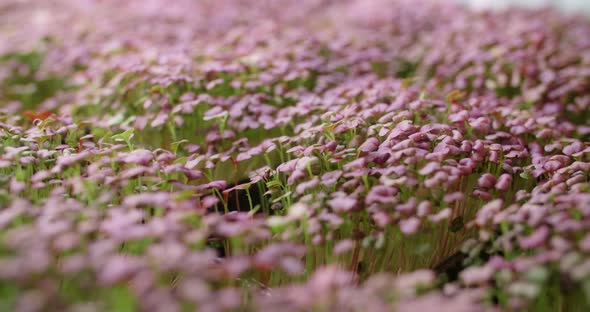 Growing Colorfull Radish on the Shelves Vertical Farming Microgreens Home Business  DCI 60p Prores