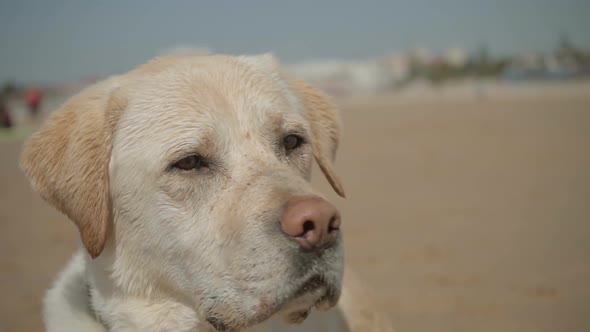 Closeup Shot of Cute Wet Labrador Looking Around