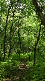 Vertical Video of a Forest with Trees