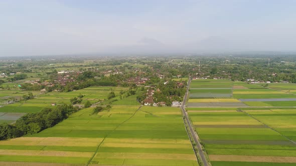 Rice Field and Agricultural Land in Indonesia