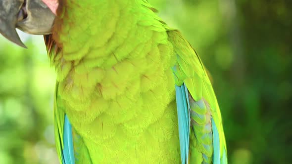 Colorful Portrait of Green Parrot Great Green Macaw Against Jungle