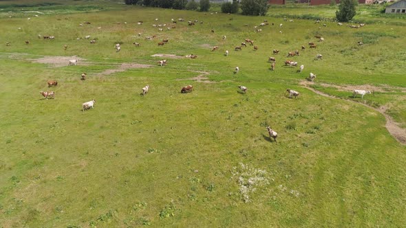 Cows Graze on Pasture