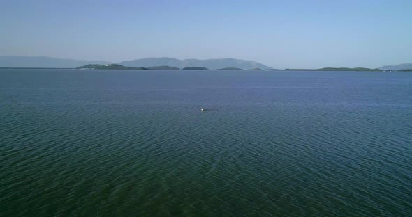 Pelican on an Artificial Salt Lake in Vlore Albania