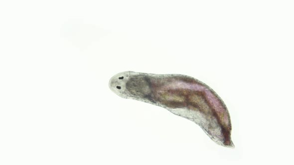 Turbellaria Worm Under the Microscope Platyhelminthes Phylum