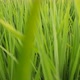 Young Green Rice Springs Grass Field.  Slowmotion Natural Calm Background. Bali, Indonesia. - VideoHive Item for Sale