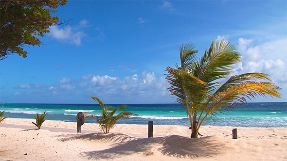 Beach Coconut Trees