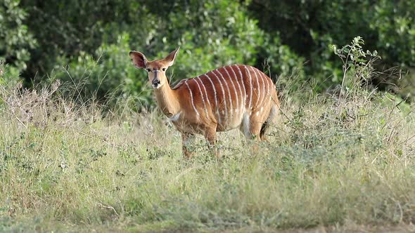 Female Nyala Antelope In Natural Habitat