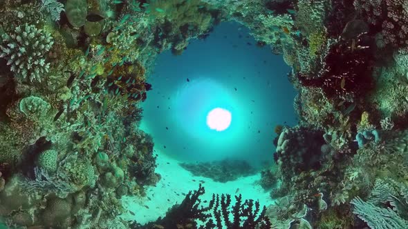 Coral Reef and Tropical Fish. Panglao, Philippines.