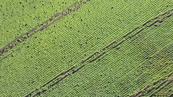 Sunflower Field Top View Background