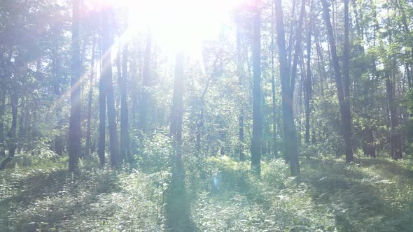 Trees in the Forest By Summer Day