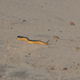 Sea Snake  - VideoHive Item for Sale