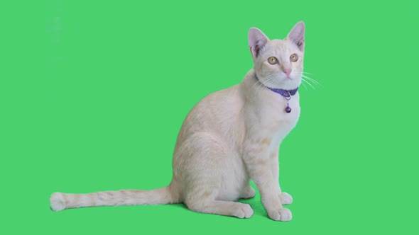 Tabby kitten sitting and looking around on chroma key background, Green screen