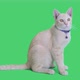 Tabby kitten sitting and looking around on chroma key background, Green screen - VideoHive Item for Sale