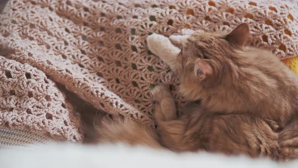 Cute Ginger Cat Licking on Beige Knitted Fabric. Fluffy Pet in Cozy Home.