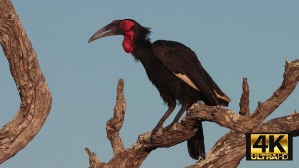 Southern Ground Hornbil