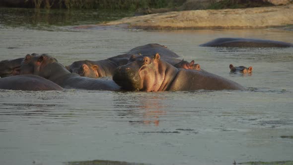 Hippos in a river