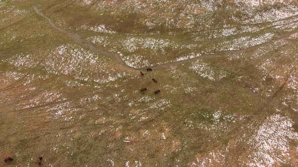 Bison Herd Grazing in the Wilderness Aerial