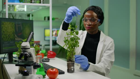 African Researcher Measure Sapling for Botany Experiment