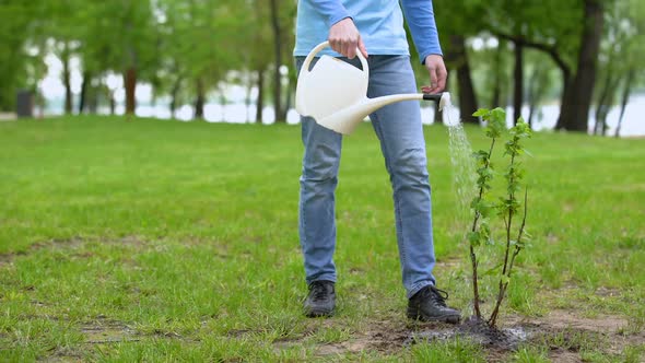 Male Eco Activist Watering Tree by Can, Volunteer Taking Care Natural Resources