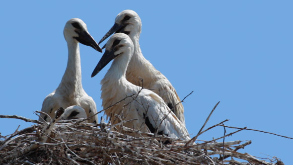 Young Storks