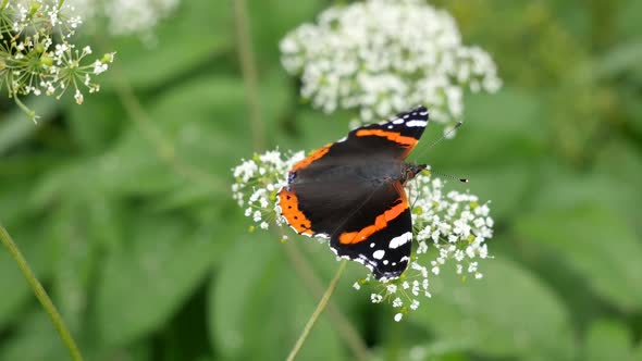 Butterfly In The Wild Nature