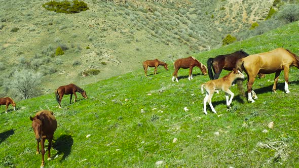 Herd of Horses and Foal is Grazed Against Mountains in Almaty Kazakhstan