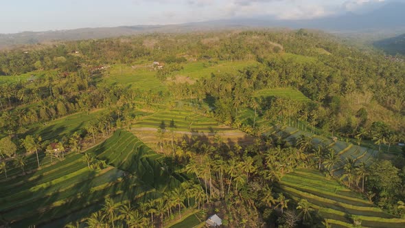 Tropical Landscape with Agricultural Land in Indonesia