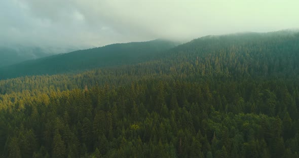 Flying Over The Forest Wonderful Nature Landscape