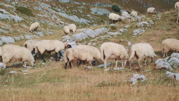 View of a Flock of Sheep Grazing in the Grass Near the Rocky Mountains