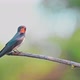 Barn swallow or Hirundo rustica perches on branch - VideoHive Item for Sale