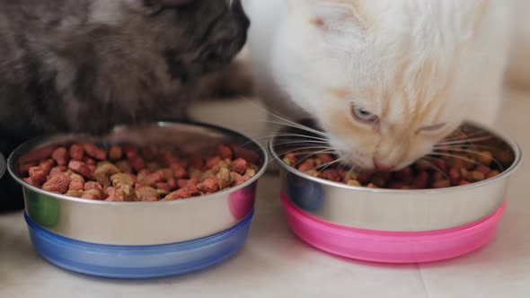 Two Cats Eat Dry Food From Metal Bowls, Close-up