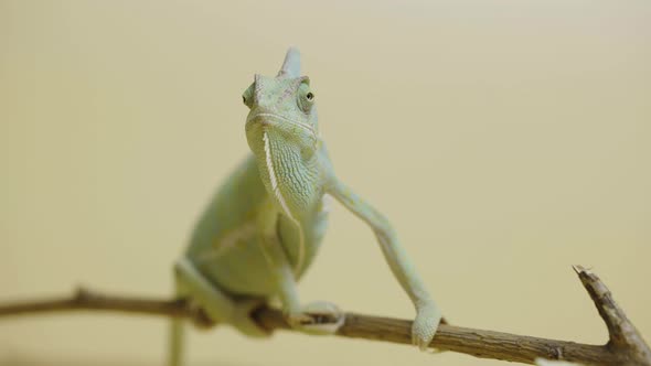 Colorful Chameleon Sits on Branch and Looks Around in Close Up on Beige Background