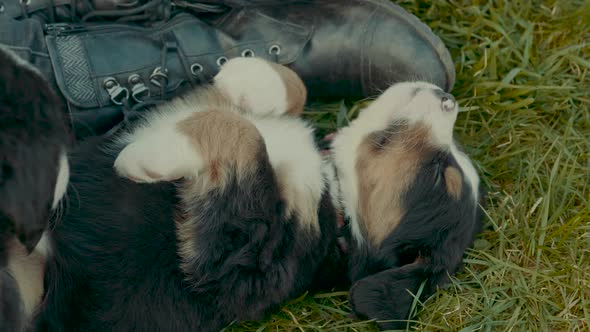 A puppy walks over another sleeping puppy to sit in the lap of a young woman